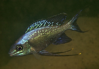 Cyathopharynx sp. 'neon streak' Kafungi